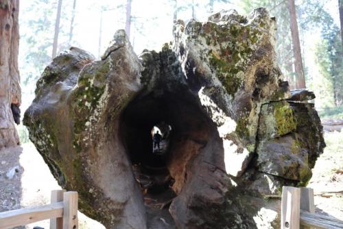 Walk through fallen tree