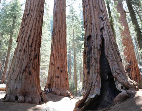 Sequoia grove