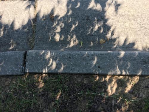 Eclipse-Through-Leaves